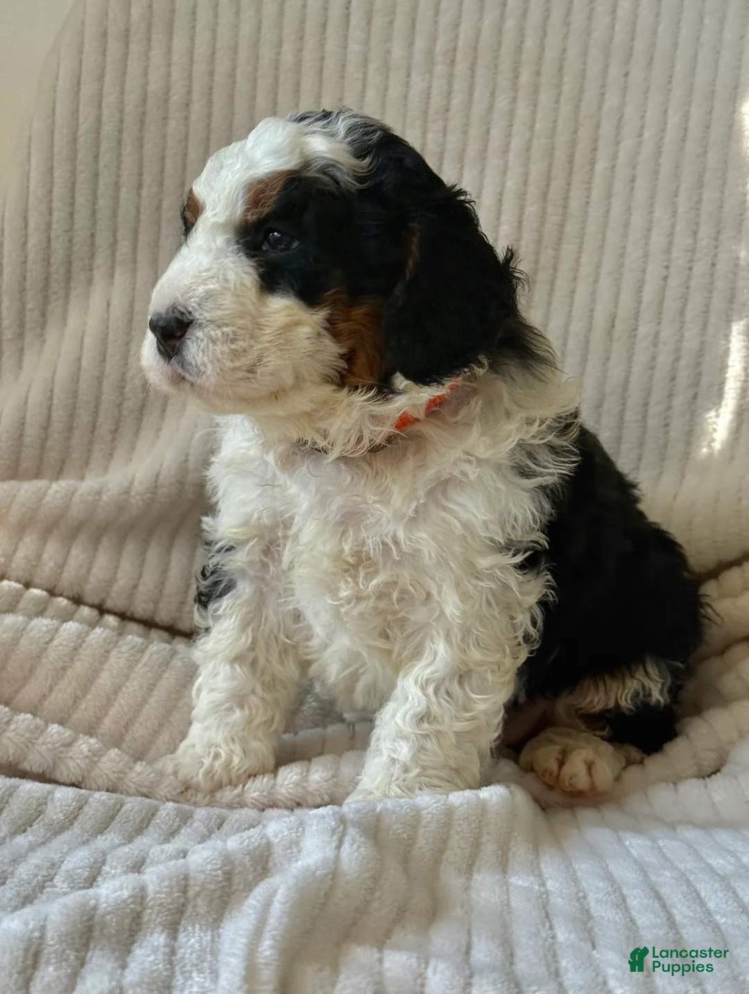 Mini Bernedoodle dogs for sale: Bruno - Ad 2