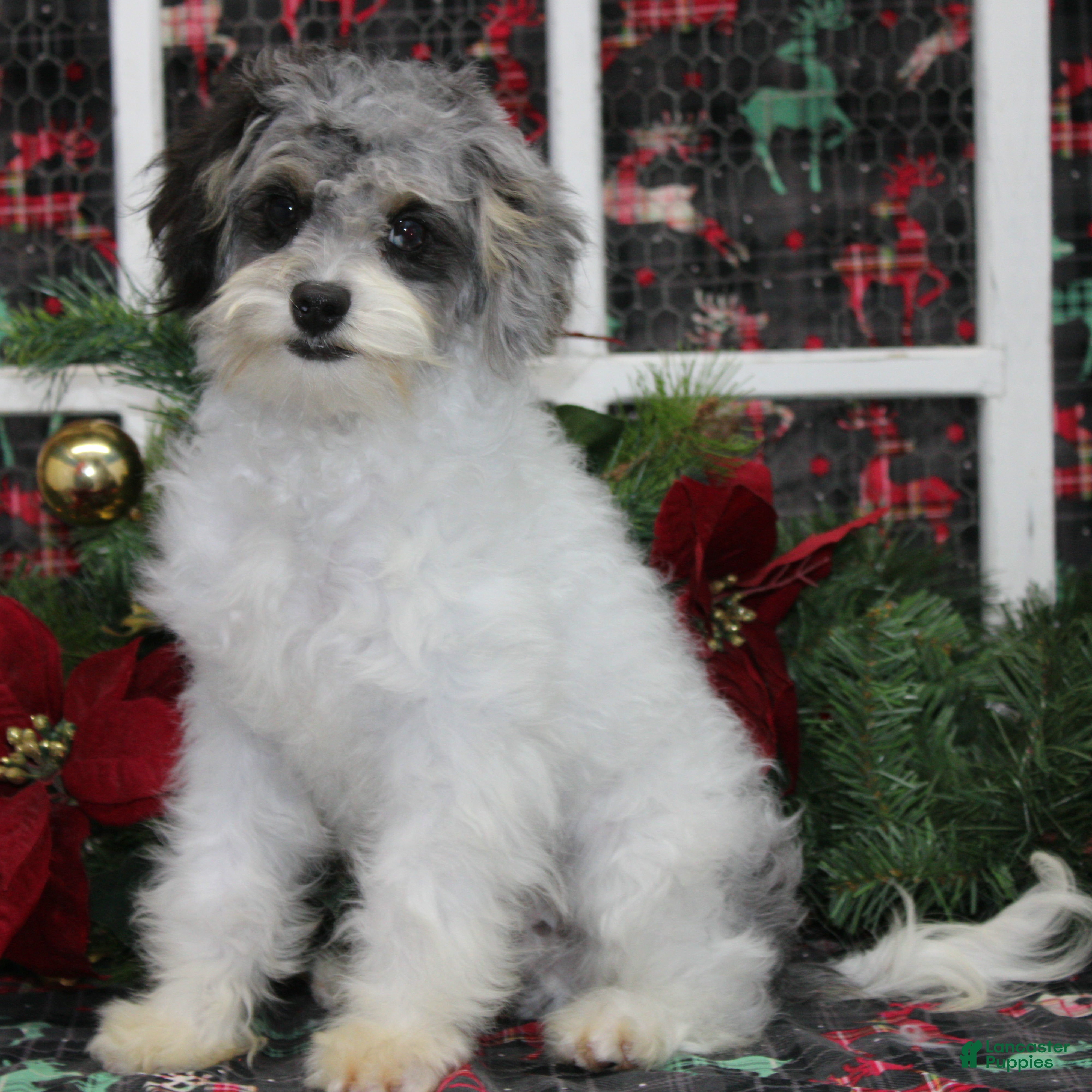 Cavapoo dogs Baxley - Ad 11