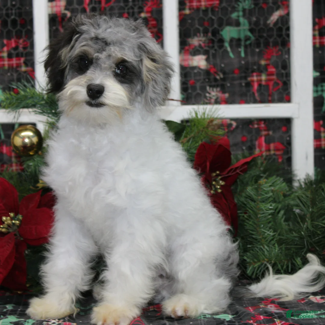 Cavapoo dogs for sale: Baxley - Ad 1