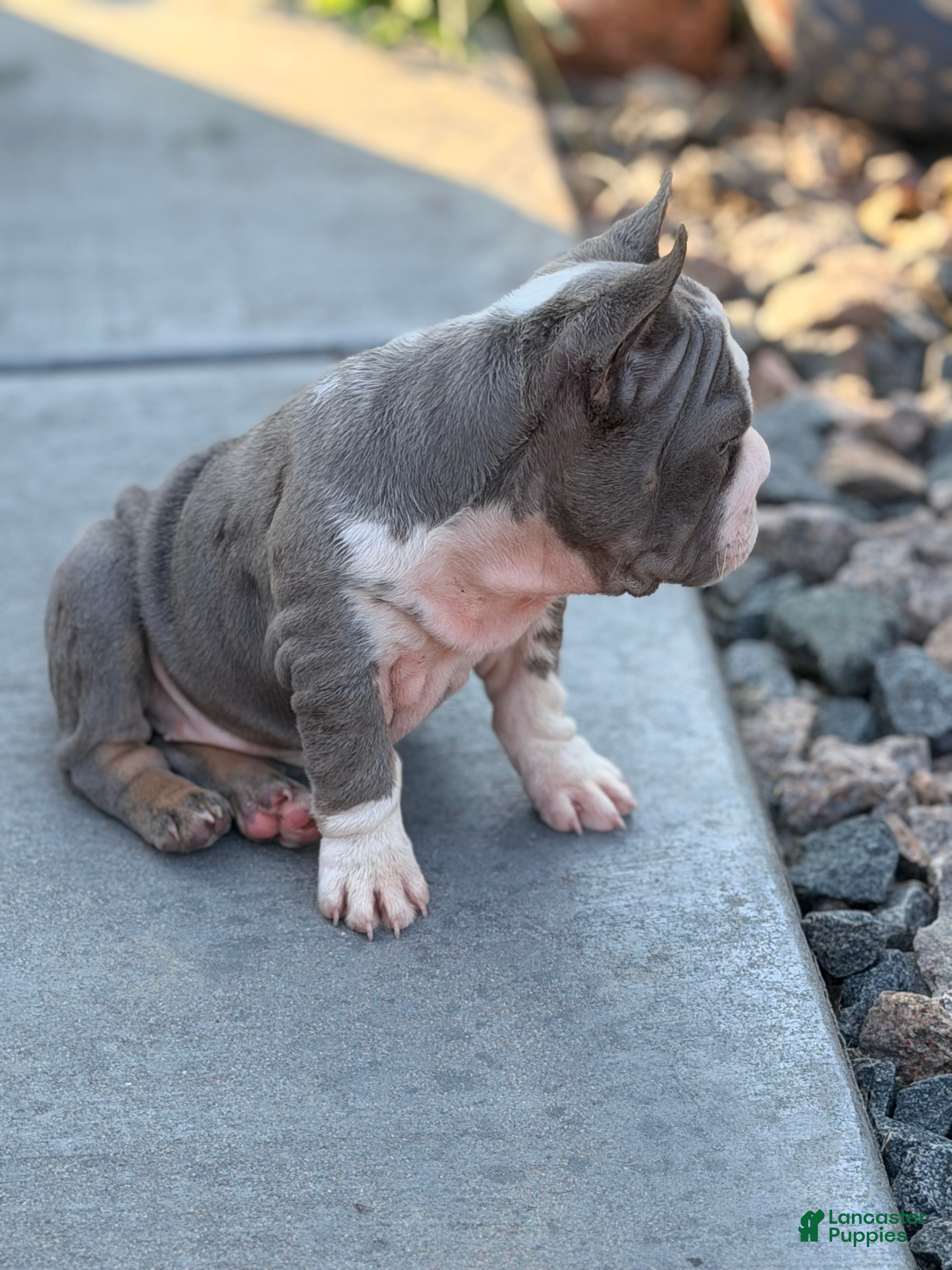 French Bulldog dogs Basil - Ad 2