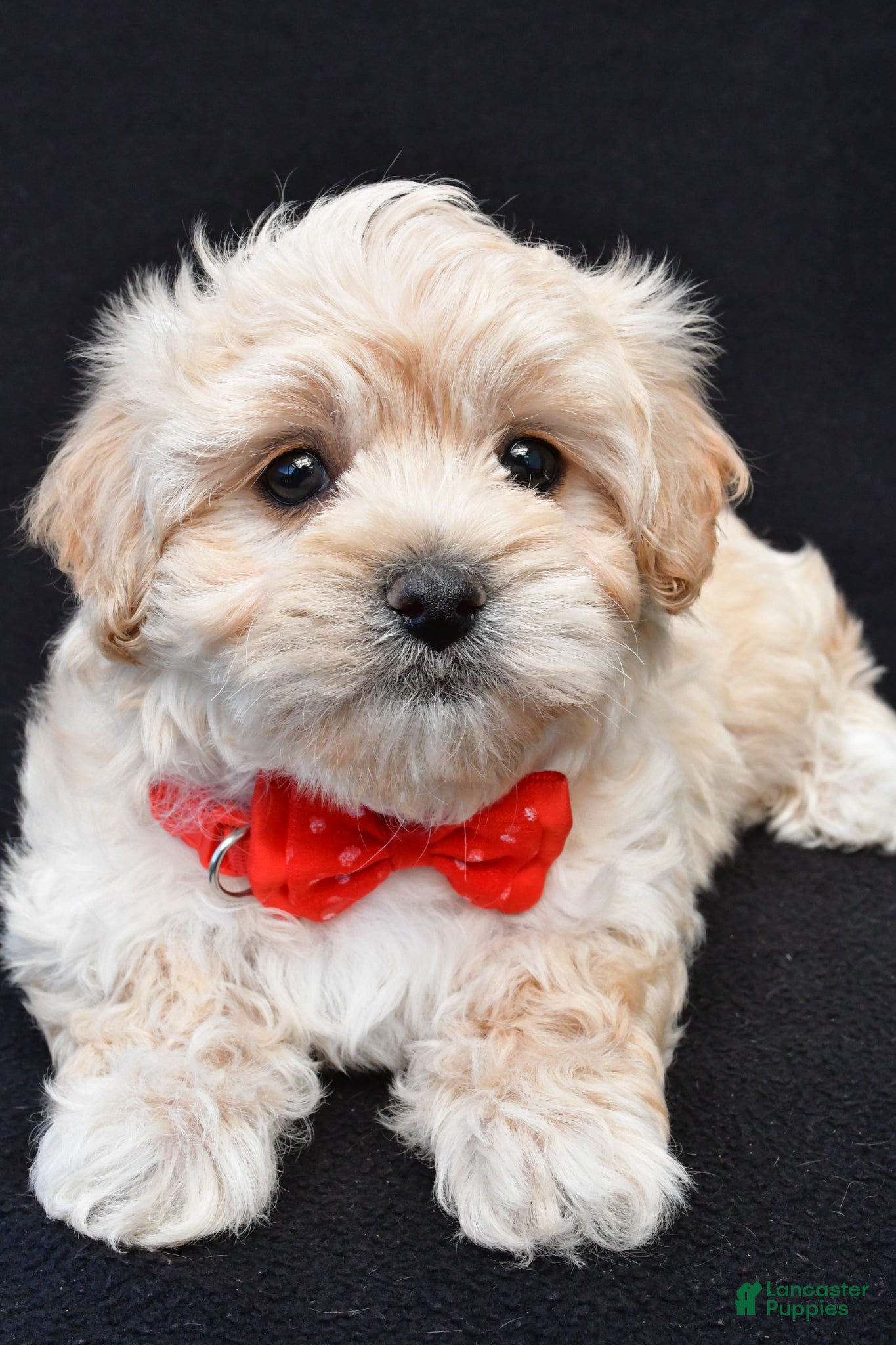 Maltipoo dogs Tyler - Ad 2