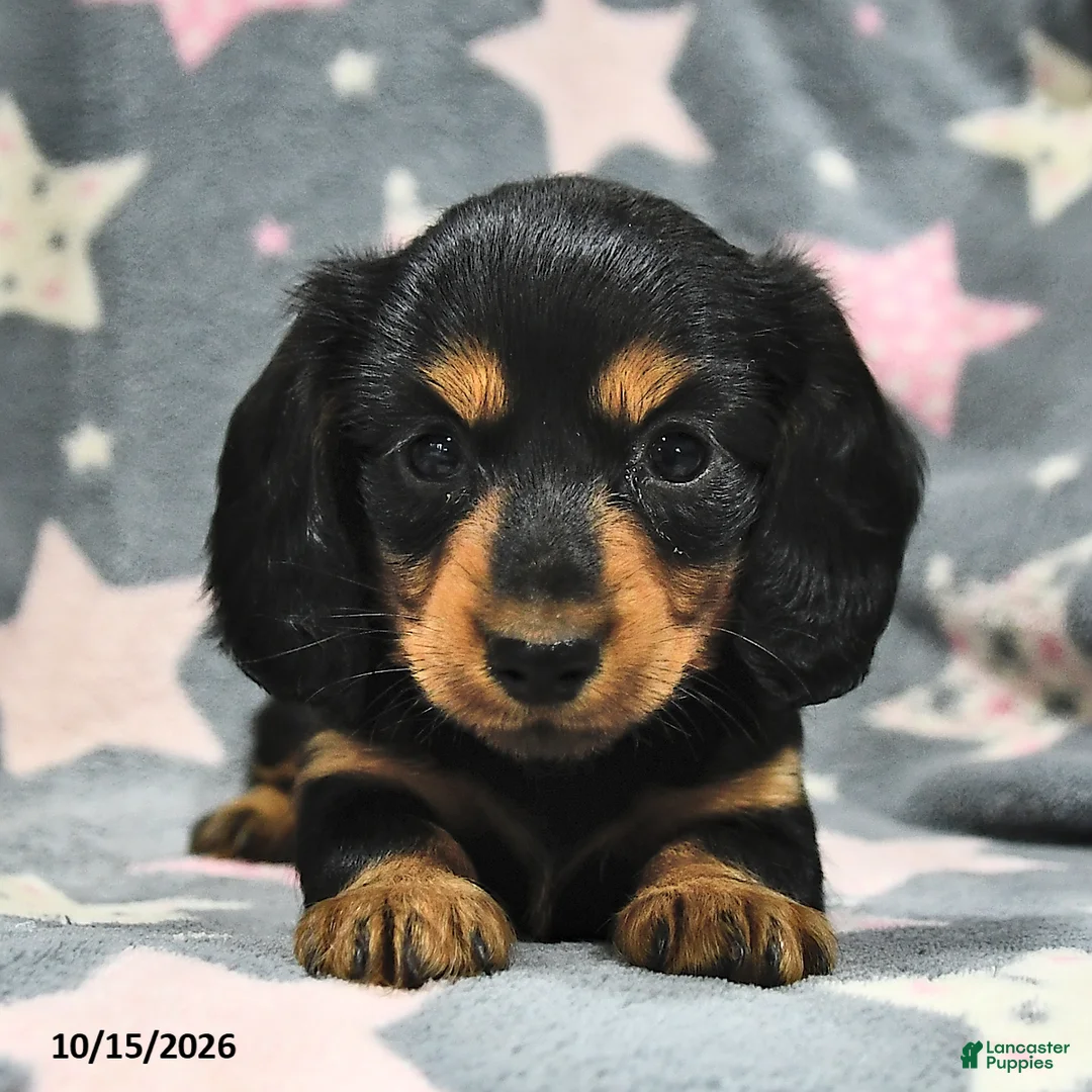 Miniature Dachshund dogs for sale: Luna  - Ad 1