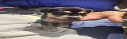 American Pit Bull Terrier dogs for sale: American Pit Bull Terrier 5 - Ad 11