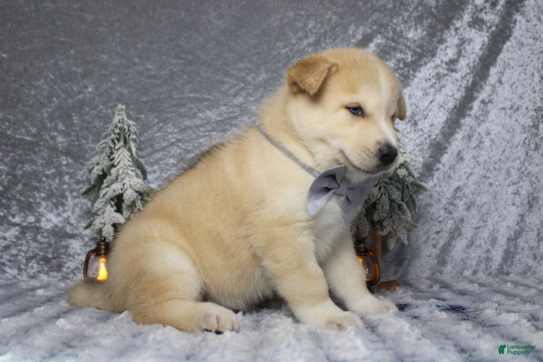 Pomsky dogs for sale: Fenrys - Ad 8