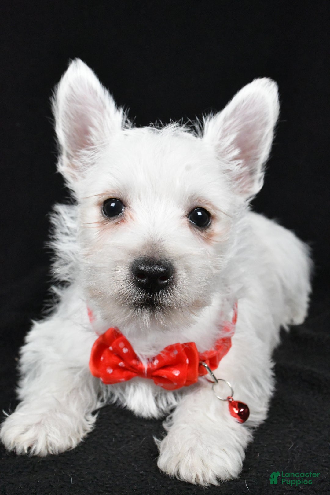 West Highland Terrier dogs for sale: Dan - Ad 9