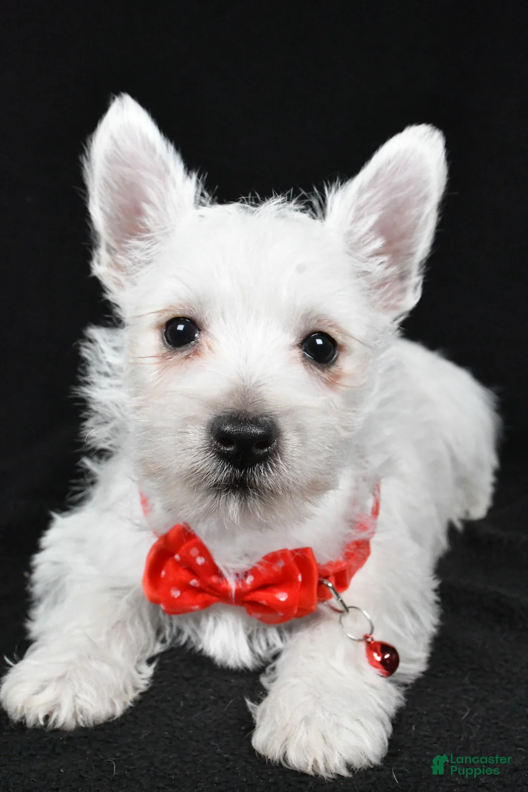 West Highland Terrier dogs for sale: Dan - Ad 9
