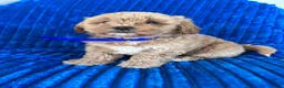 Shihpoo dogs for sale: BEA - Ad 4