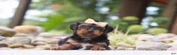 Yorkiepoo dogs for sale: Torte - Ad 3
