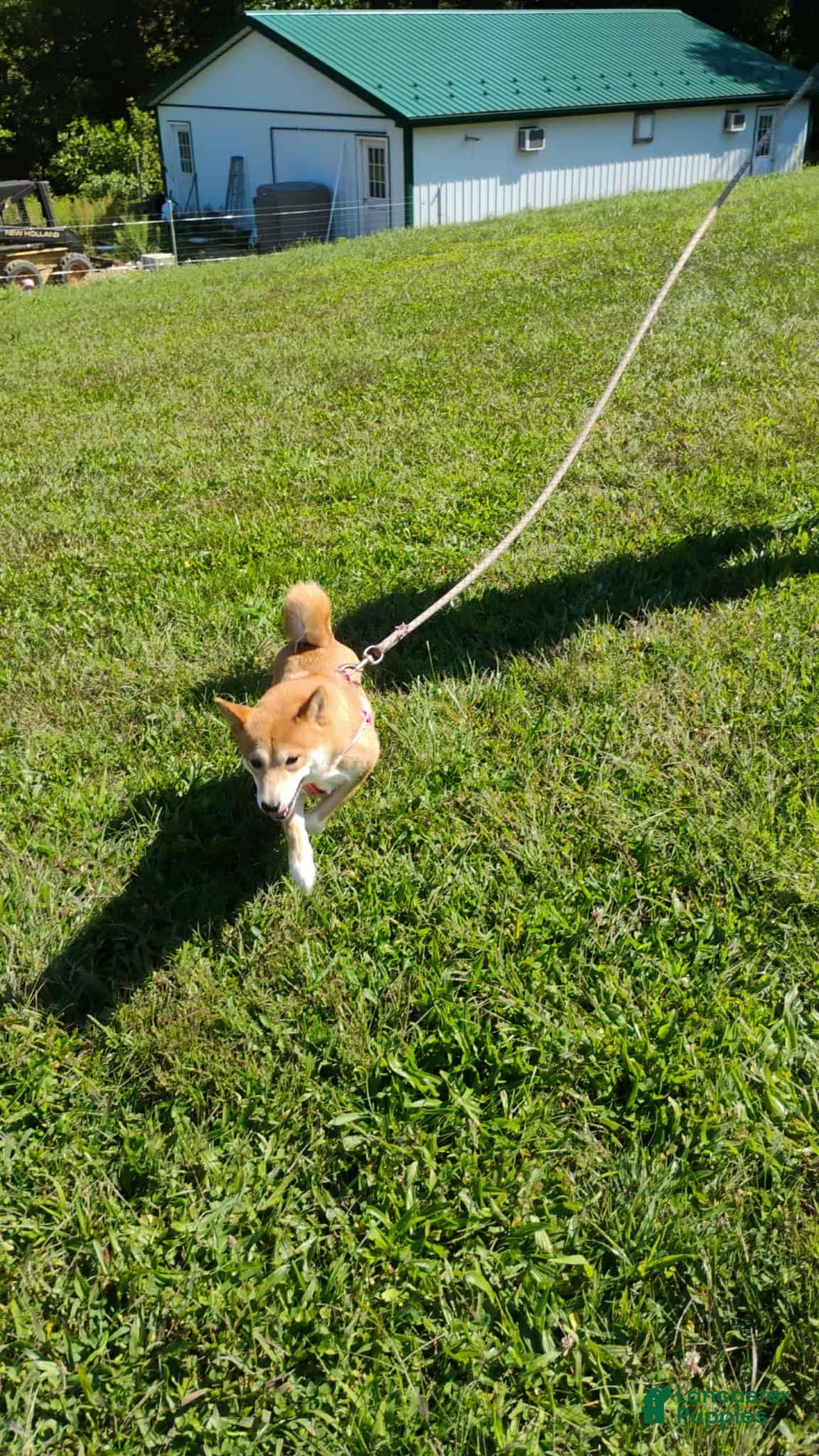 Shiba Inu dogs for sale: Aphrodite  - Ad 11