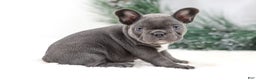 French Bulldog dogs for sale: Harper - Ad 2