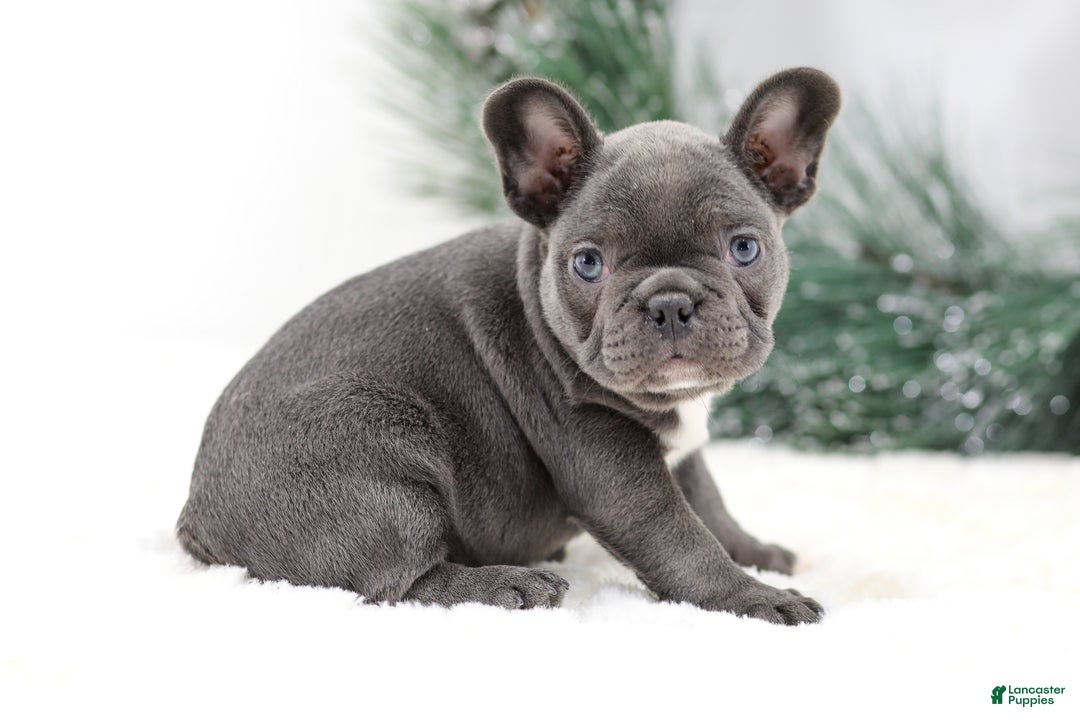 French Bulldog dogs for sale: Harper - Ad 2