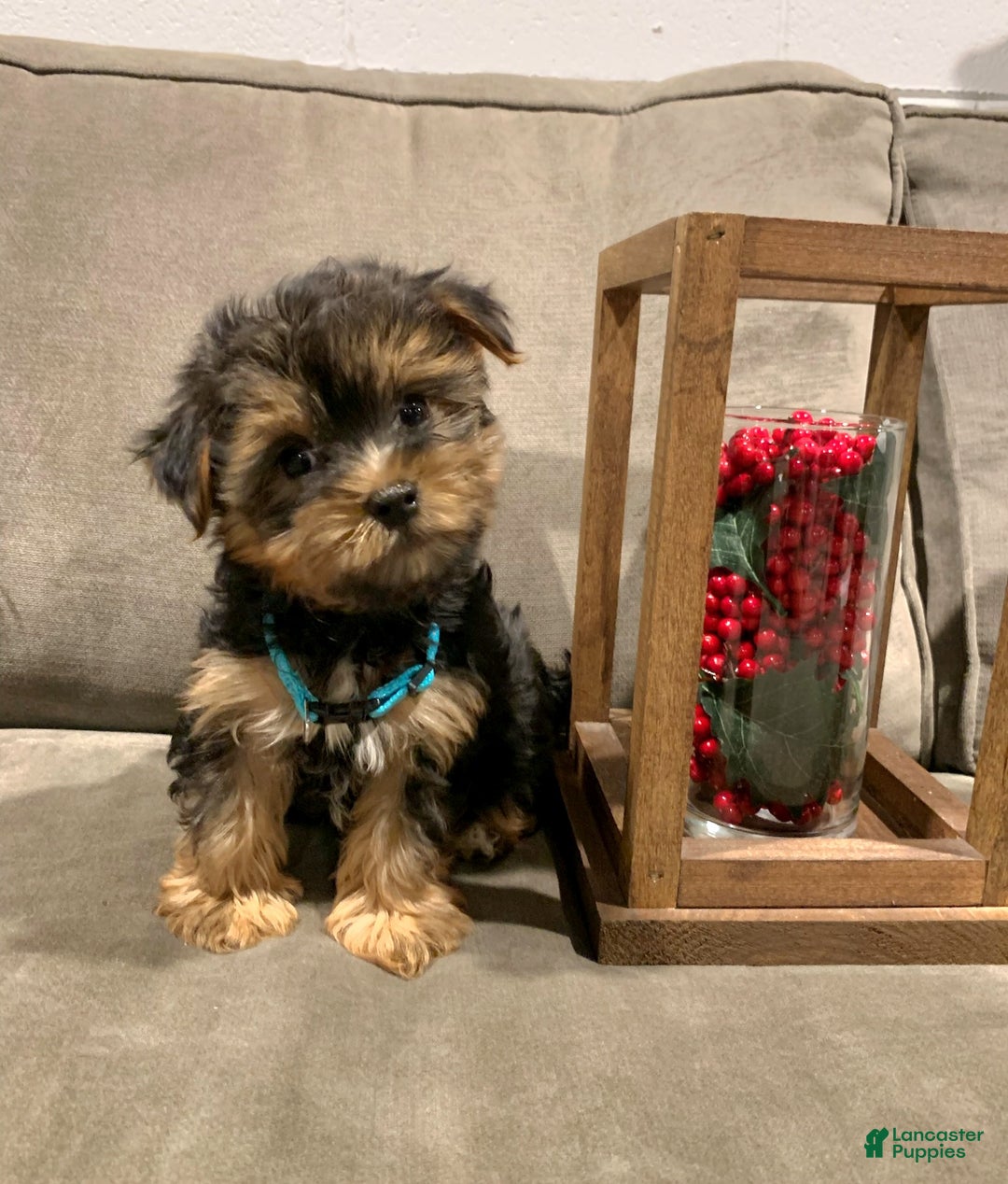 Yorkshire Terrier dogs for sale: Rudolph - Ad 2