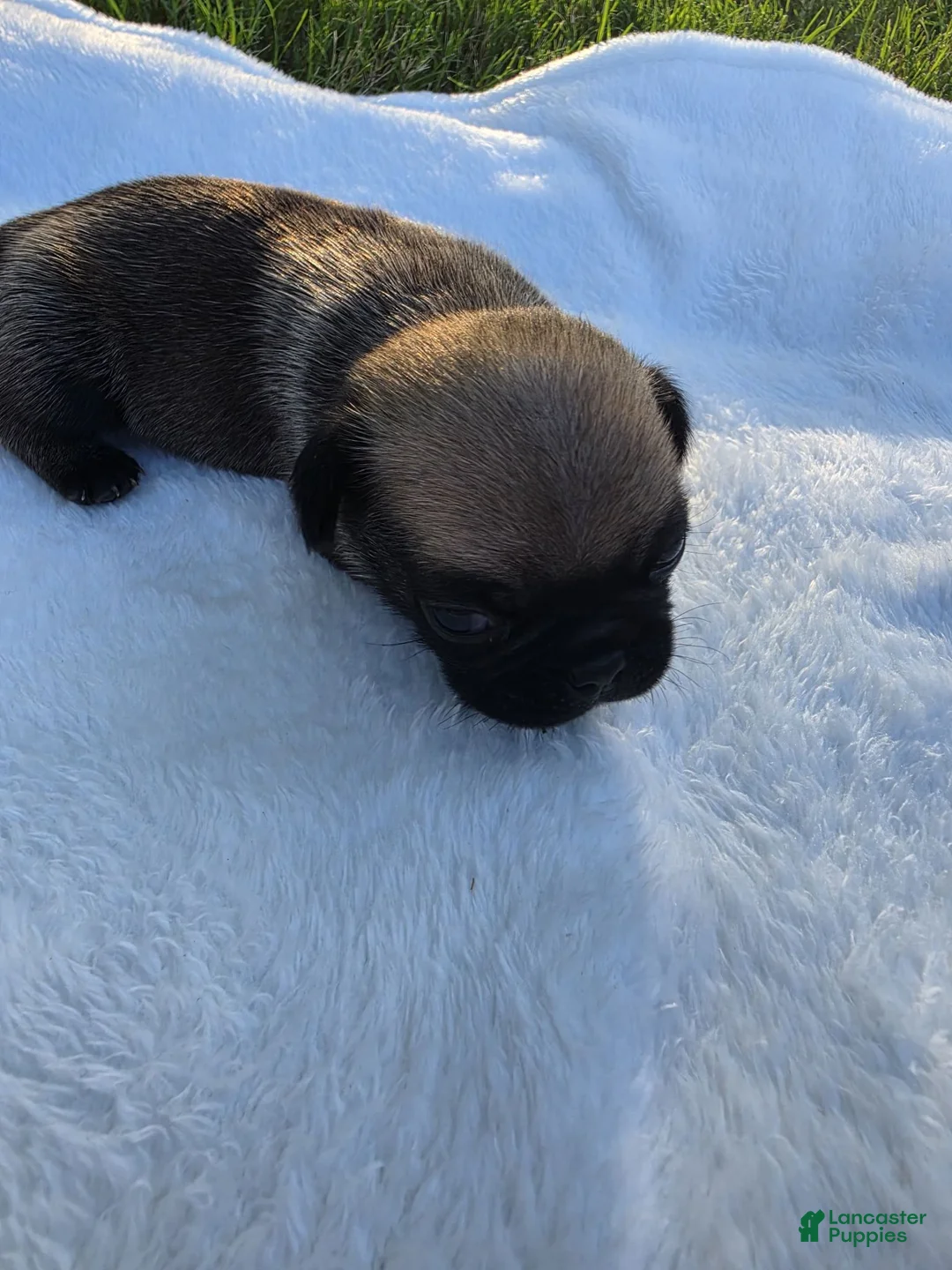 Pug dogs for sale: Pug Puppy 4 - Ad 1