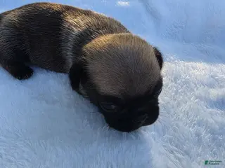 Pug dogs for sale: Pug Puppy 4 - Ad 2