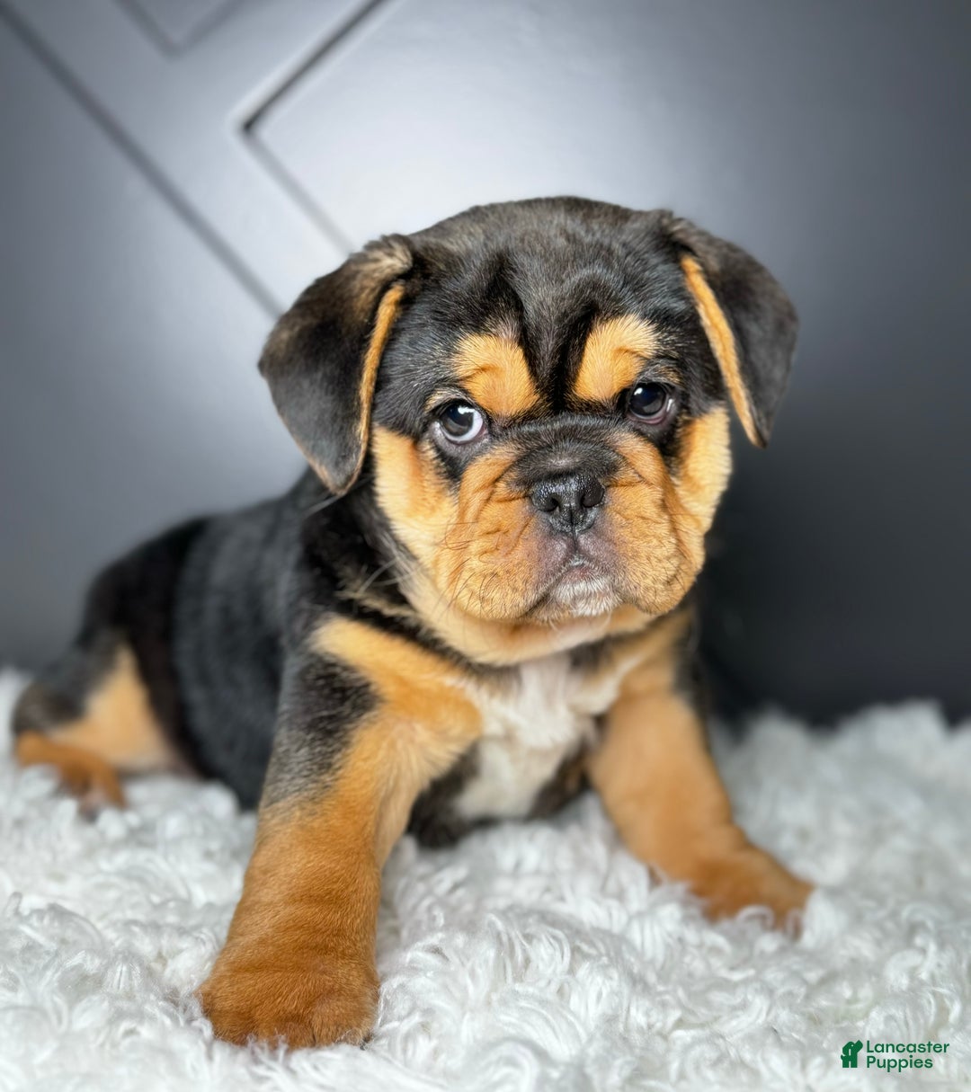 Mixed Breed dogs for sale: Willow  - Ad 5
