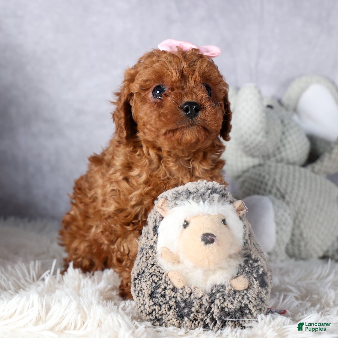 Cavapoo dogs for sale: OMA - Ad 9