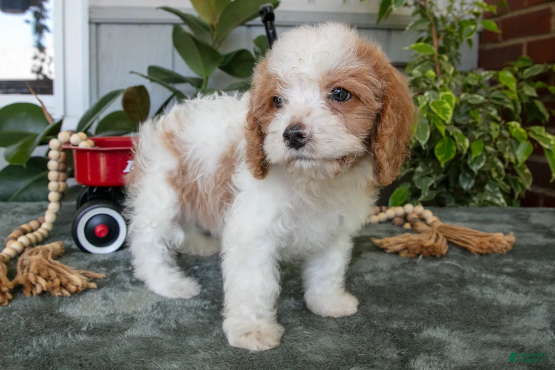 Cavapoo dogs for sale: Buster - Ad 2