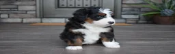Mini Bernedoodle dogs for sale: Chester - Ad 3