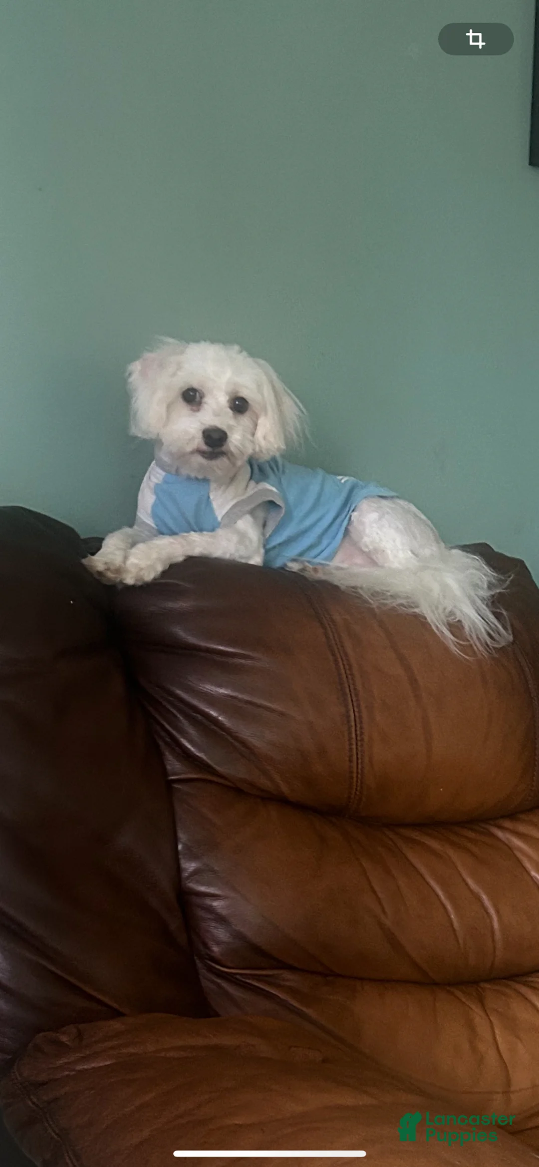 Maltese dogs for sale: Maltese Puppy 1 - Ad 7