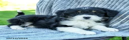 Miniature Australian Shepherd dogs for sale: Macy - Ad 3