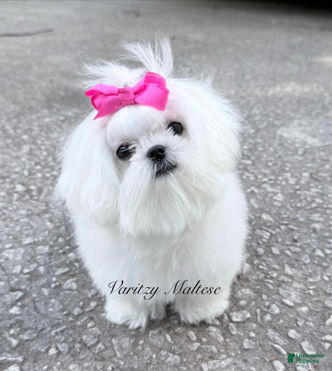Maltese dogs for sale: Maya - Ad 3
