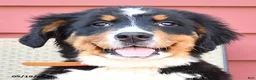 Bernese Mountain Dog dogs for sale: Jimmy - Ad 4