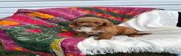 Mini Goldendoodle dogs for sale: Lupin - Ad 6