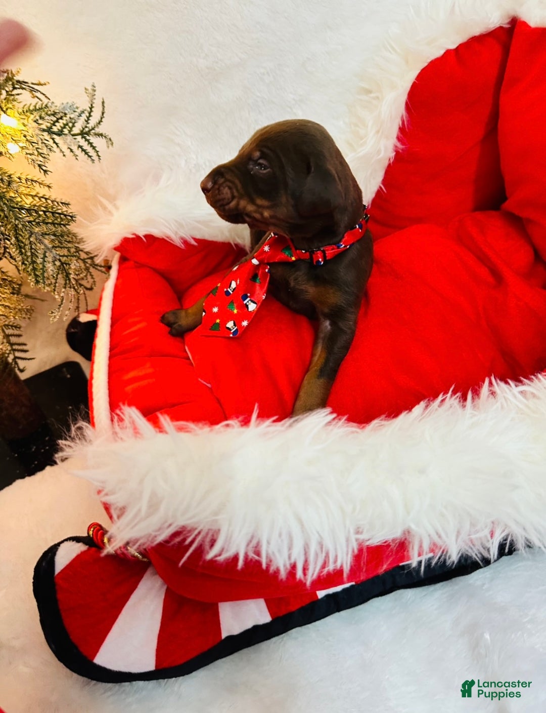 Doberman Pinscher dogs for sale: Doberman Pinscher Puppy 1 - Ad 5
