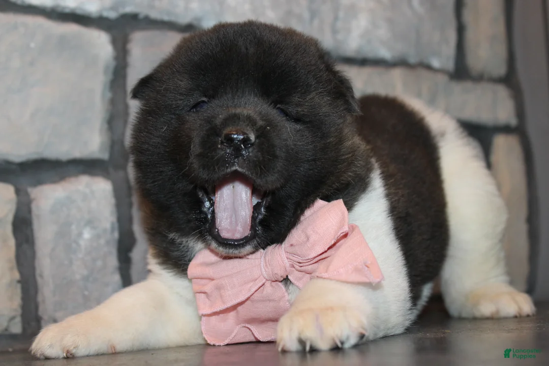 Akita dogs for sale: AKC Luna - Ad 1