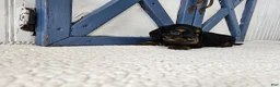 Miniature Dachshund dogs for sale: Barbie - Ad 5