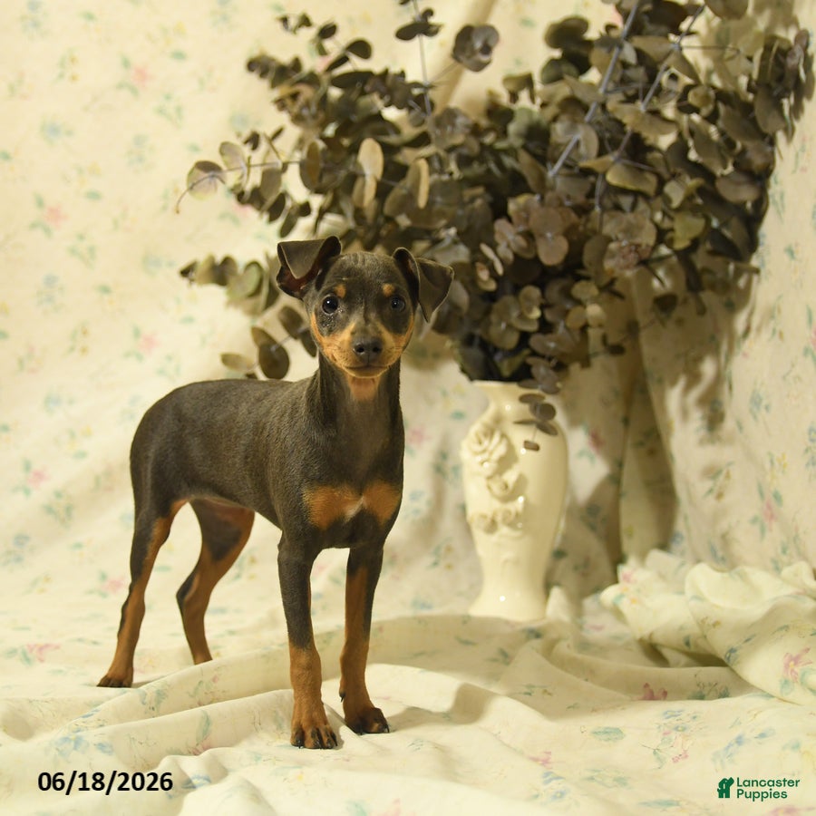 Miniature Pinscher dogs Phalina - Ad 2