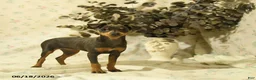 Miniature Pinscher dogs for sale: Phalina - Ad 2