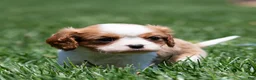 Cavalier King Charles Spaniel dogs for sale: Arlan Cavalier King Charles Spaniel Puppy  - Ad 18