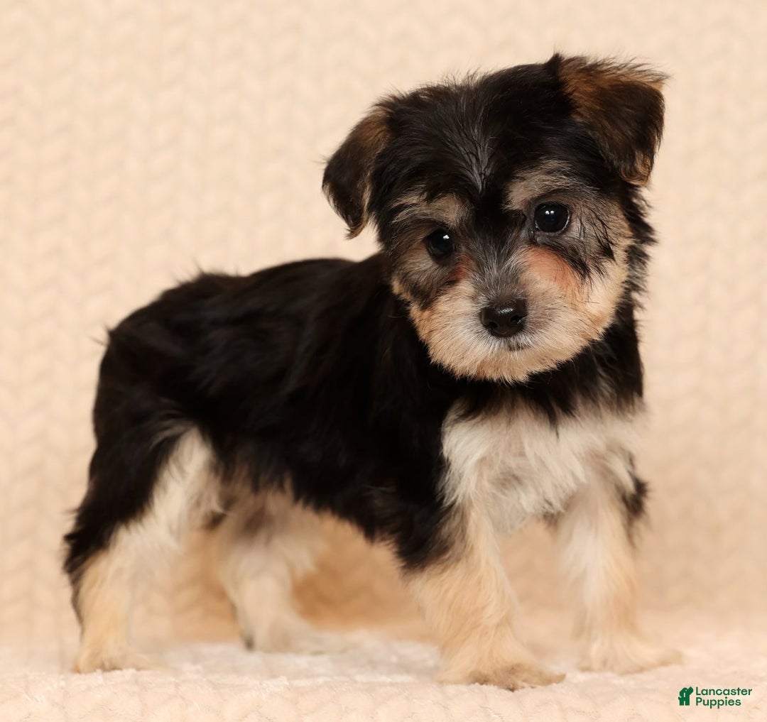 Yochon dogs for sale: Addy - Ad 6