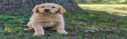 Golden Retriever dogs for sale: Lawrence Golden Retriever  - Ad 5