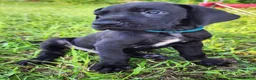 Great Dane dogs for sale: Black Male Blue Collar  - Ad 1