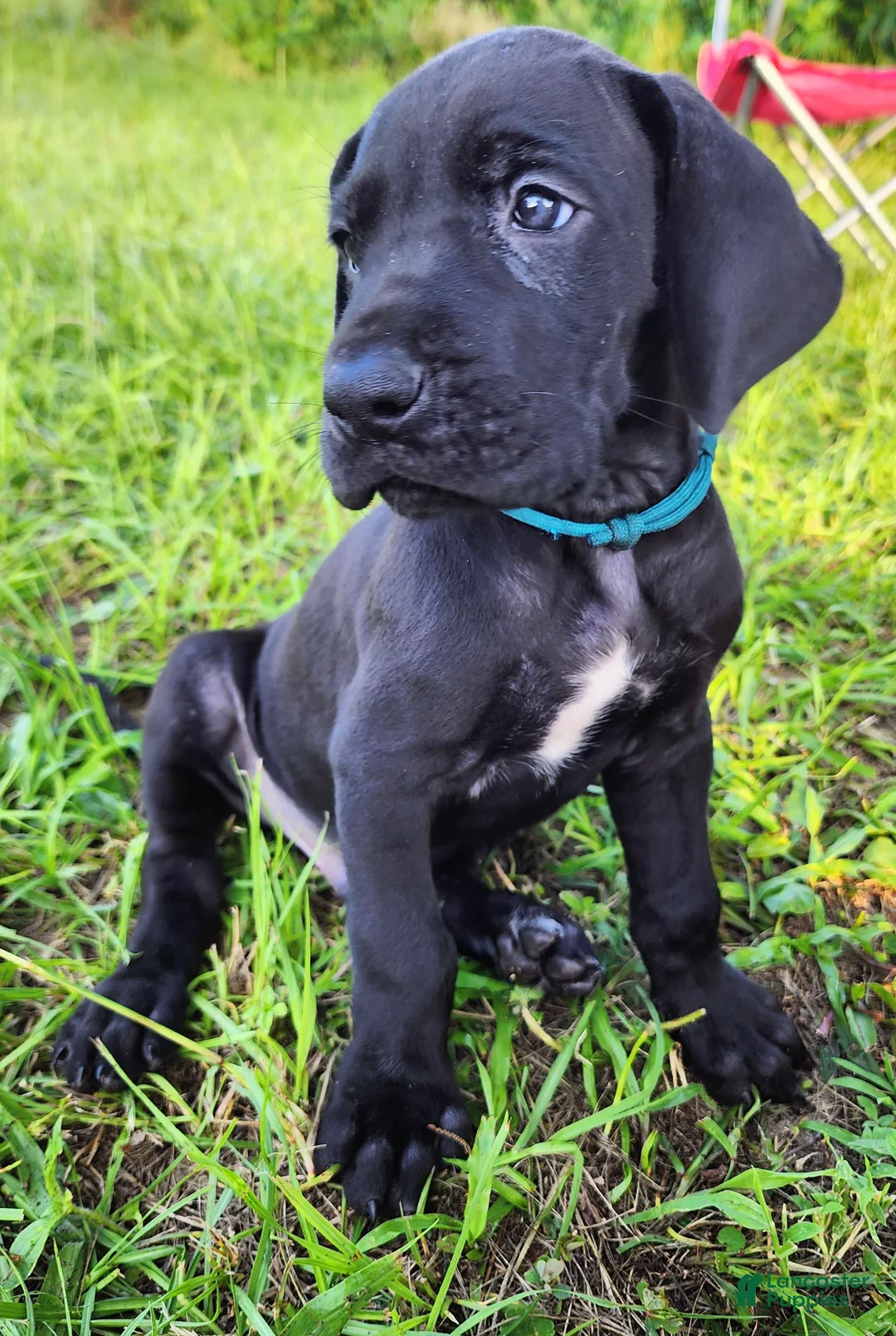 Great Dane dogs for sale: Black Male Blue Collar  - Ad 1