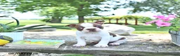 Boston Terrier dogs for sale: Kent  - Ad 3