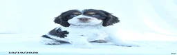English Cocker Spaniel dogs for sale: Moose - Ad 3