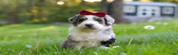 Bernedoodle dogs for sale: Dolly - Ad 3