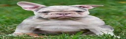 French Bulldog dogs for sale: Rosie - Ad 12