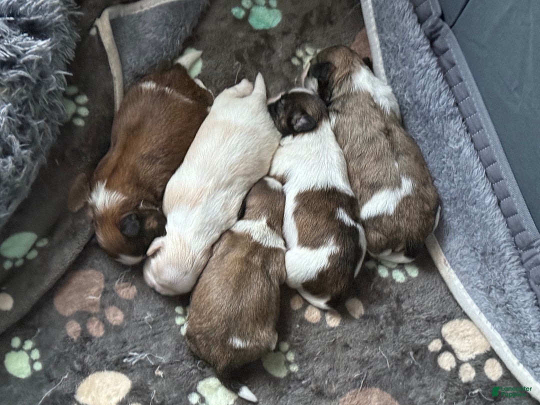 Shih Tzu dogs for sale: Shih Tzu Puppy 5 - Ad 2