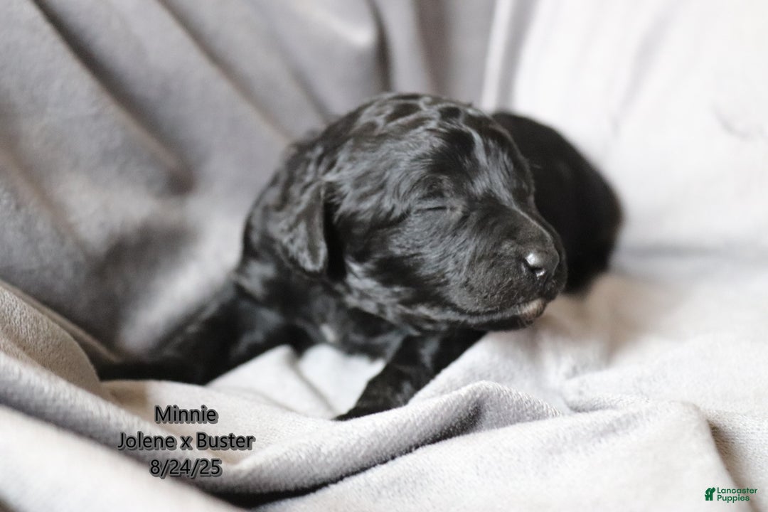 Mini Aussiedoodle dogs for sale: Minnie - Ad 3