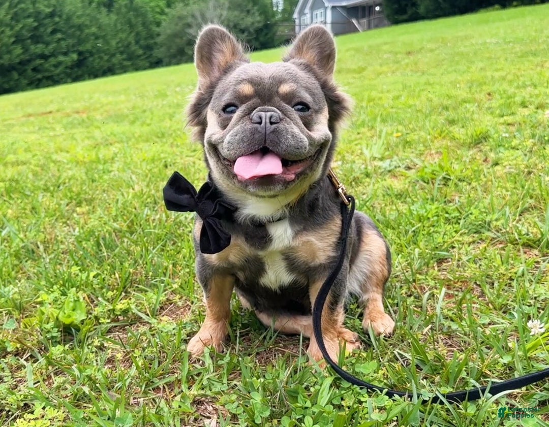 French Bulldog dogs for sale: Kash - Ad 3