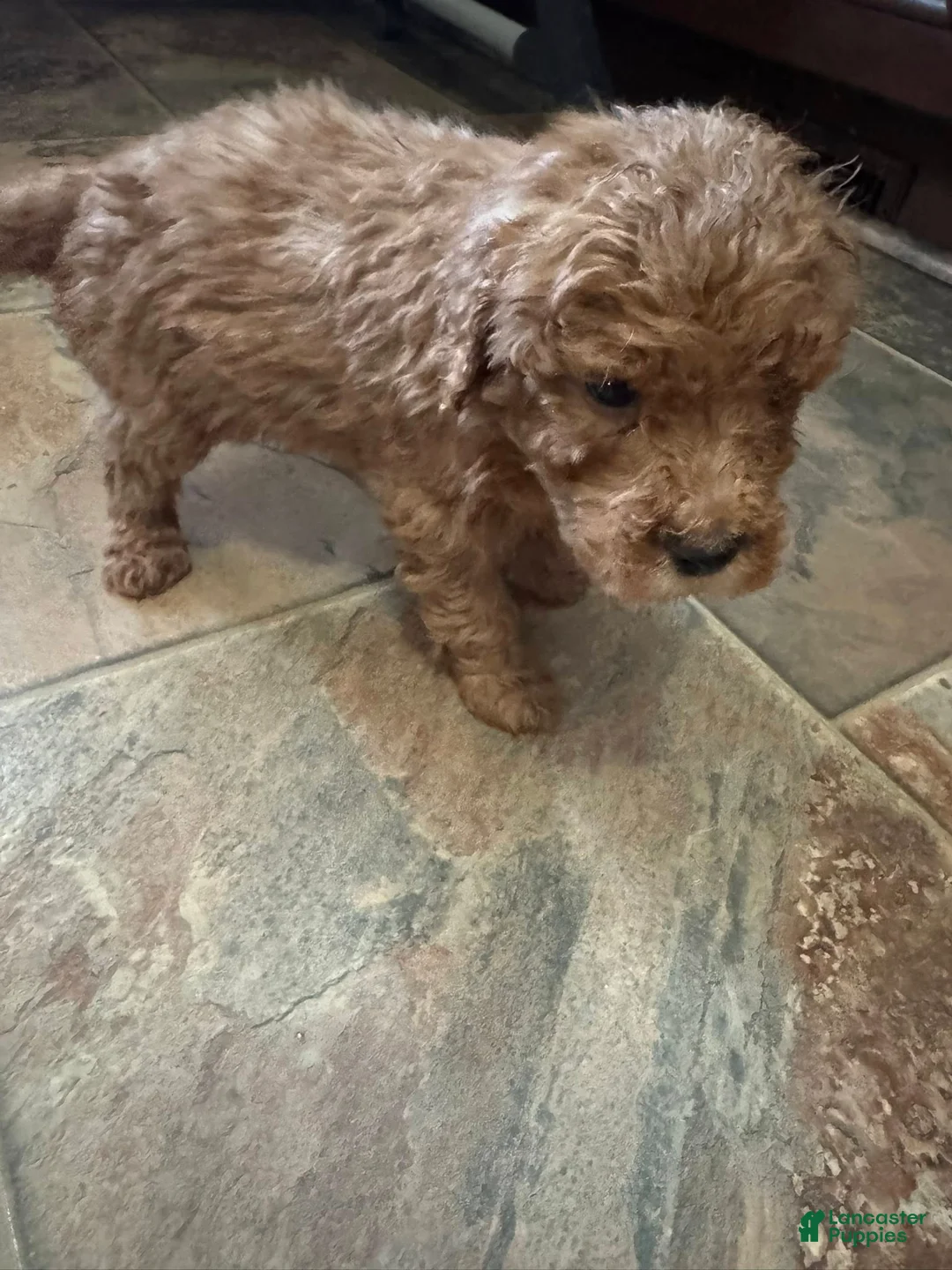 Bernedoodle dogs for sale: mini Bernedoodle Puppy 6 black - Ad 4