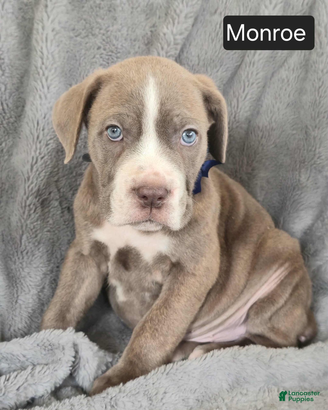 Cane Corso dogs for sale: Monroe  - Ad 1