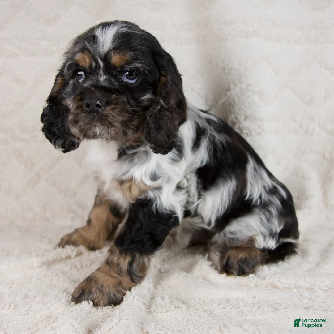 Cocker Spaniel dogs for sale: Diamond - Ad 2