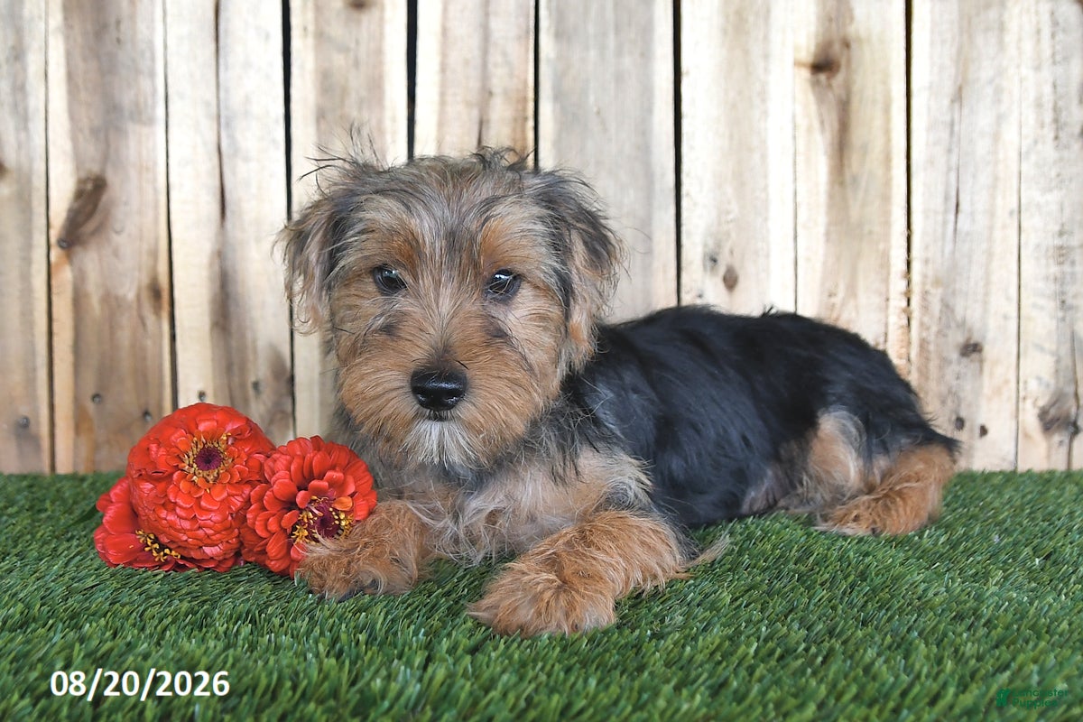 Yorkshire Terrier dogs Dalas - Ad 1