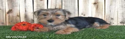 Yorkshire Terrier dogs for sale: Dalas - Ad 1