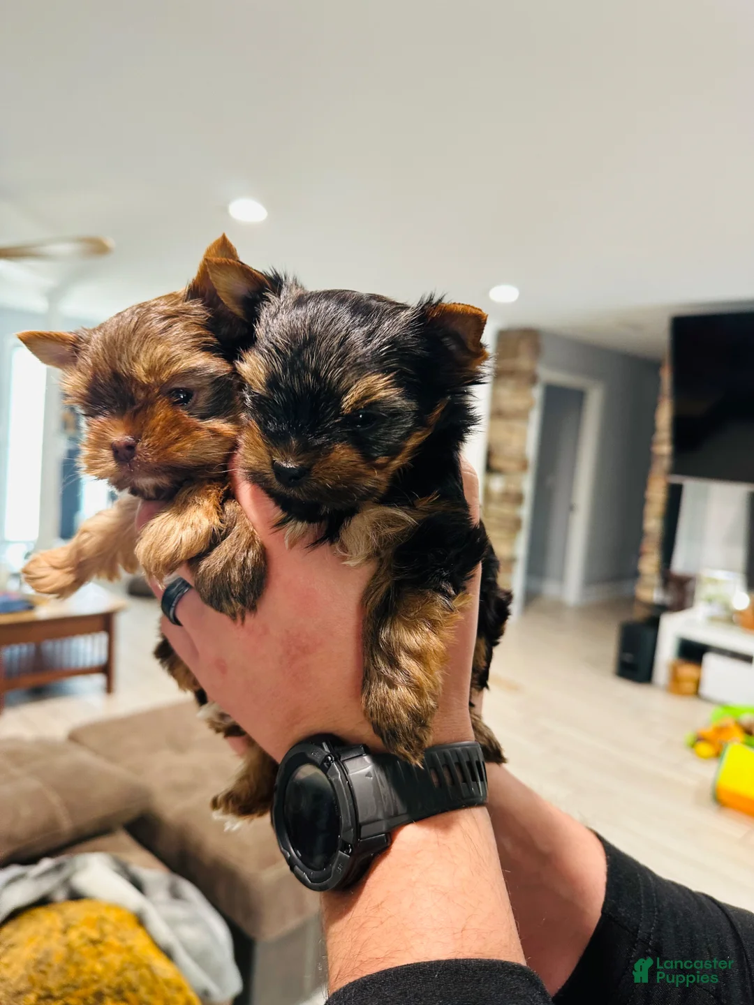 Yorkshire Terrier dogs for sale: Yorkshire Terrier Puppy 1 - Ad 2